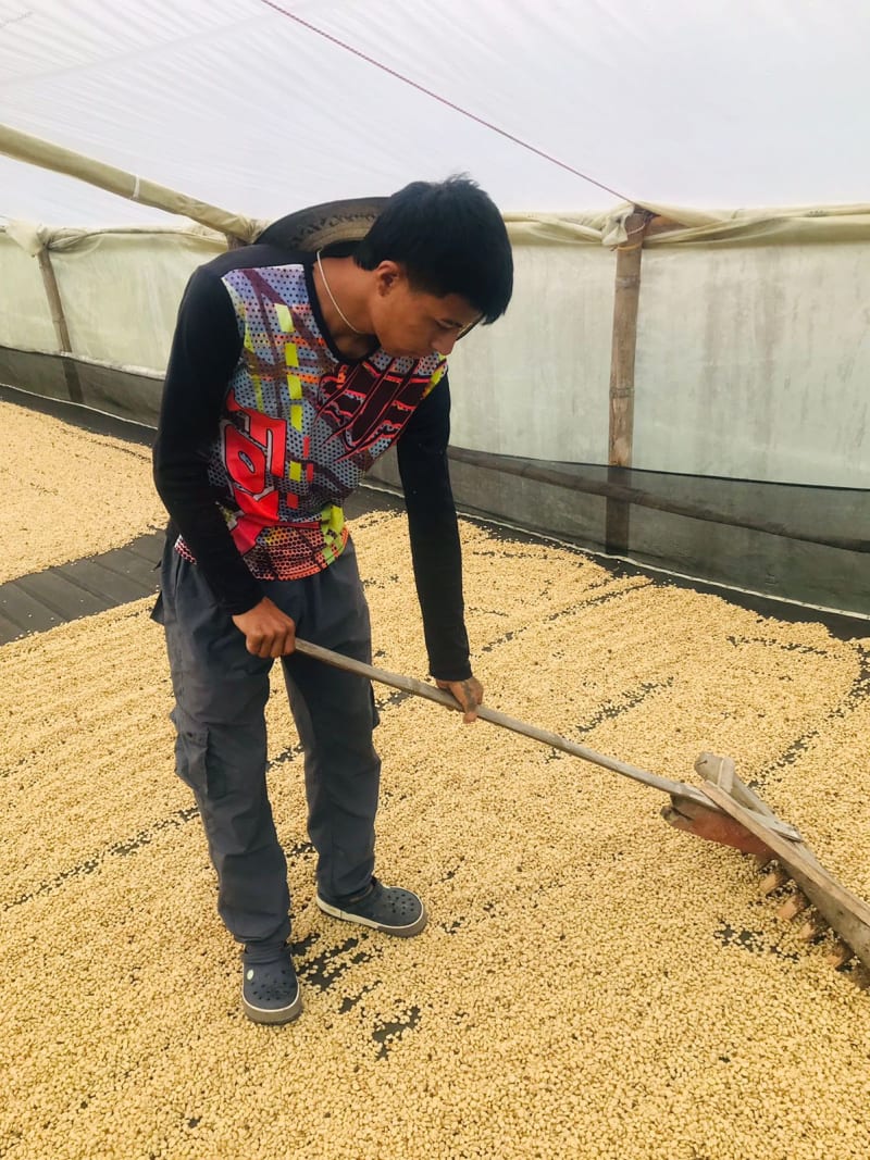 Anderson spreading the fermented cherries for drying.