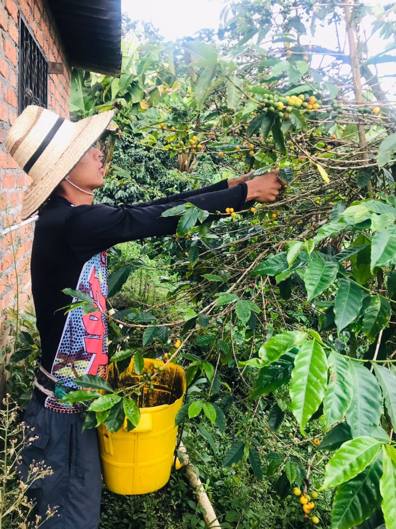 Anderson Imbachi picking some ripe cherries at the farm.