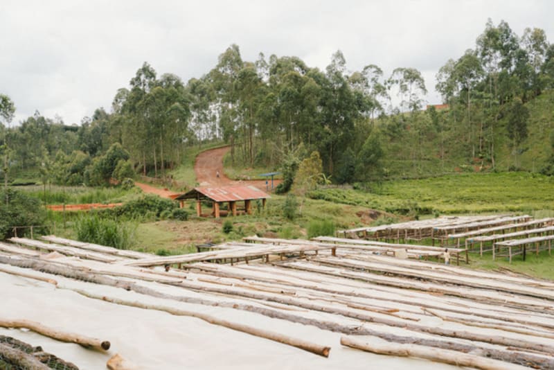 Drying beds used for processing on Bukeye Washing Station