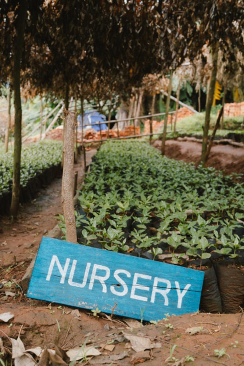 The crop nursery on Bukeye Washing Station