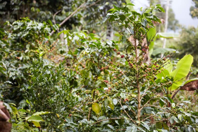 Coffee trees on Finca La Asunta.