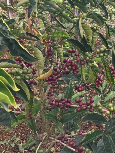 Chilli Bourbon Varietal at the Santa Monica farm, Colombia.