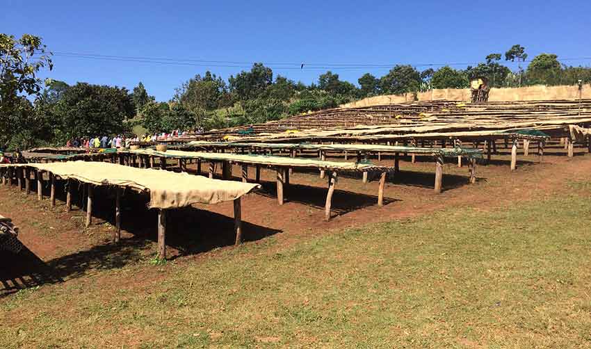 Raised drying beds