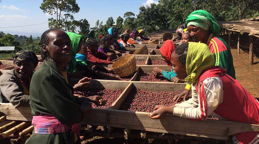 Sorting coffee cherries