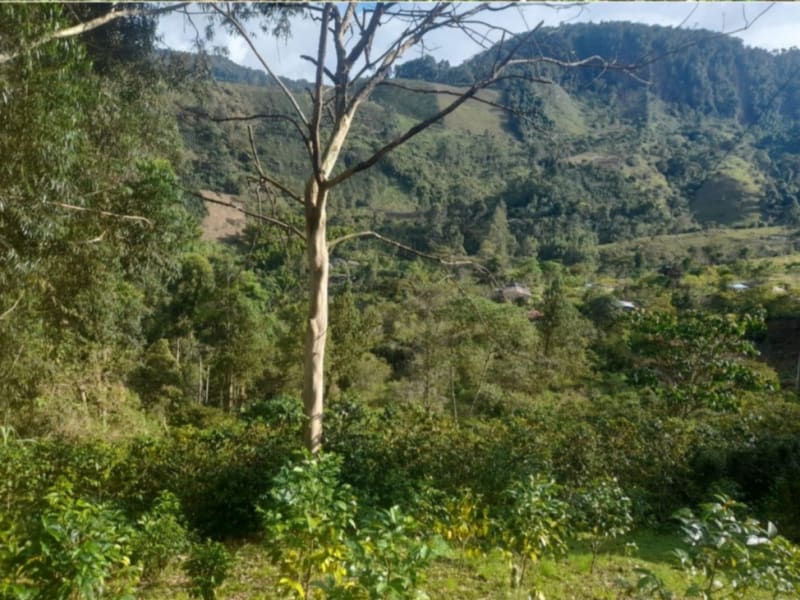 Javier Quintero’s coffee farm, with some mountains in the background.