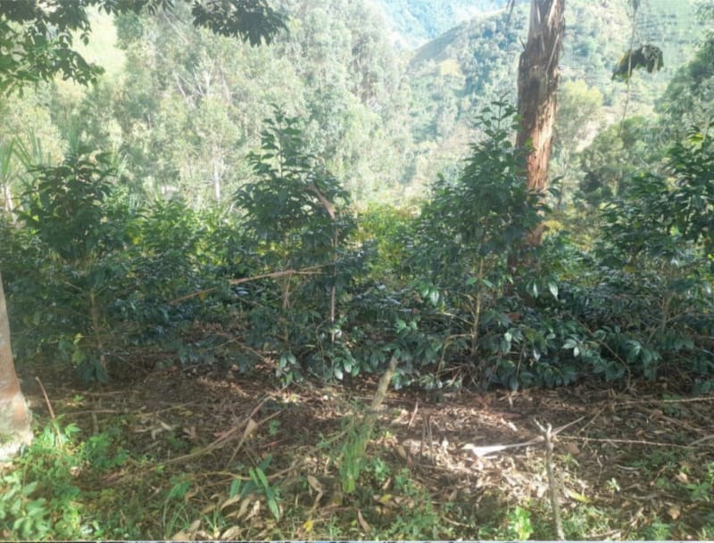 JA closer shot of some of Javier Quintero’s coffee trees.