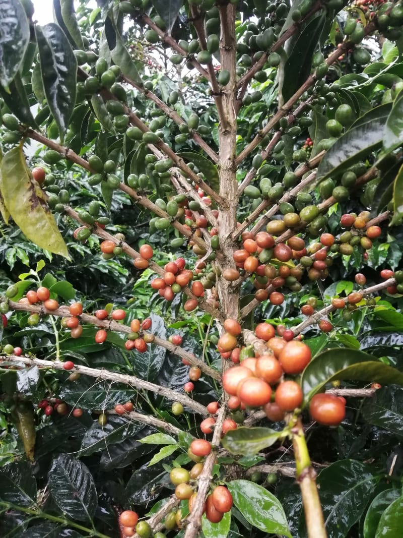 A close photo of red coffee cherries in a tree. They’re Pink Bourbon Varietal.